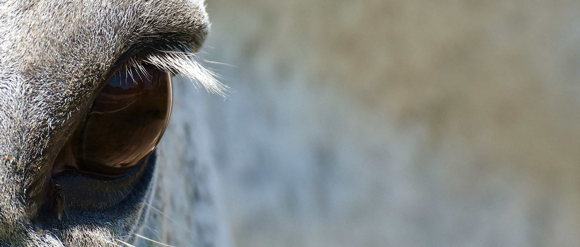 Closeup of a Pony's Eye